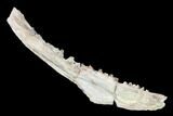 Fossil Fish (Ichthyodectes?) Jaw Section - Kansas #146339-4